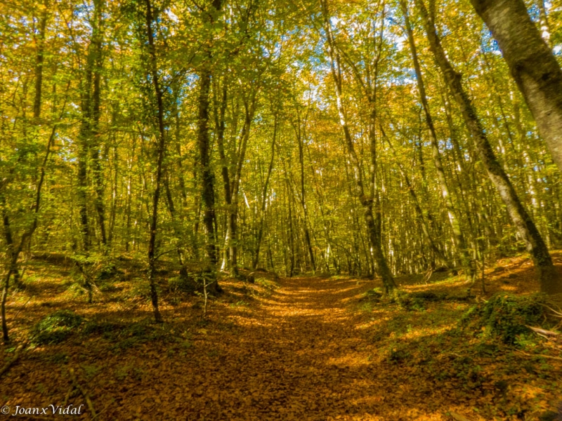 bosque de hayas