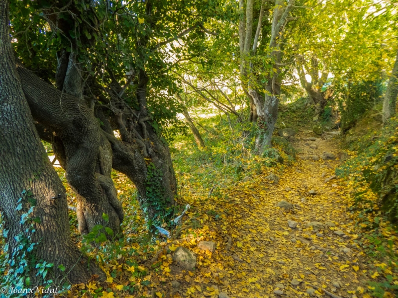 camino de hojas
