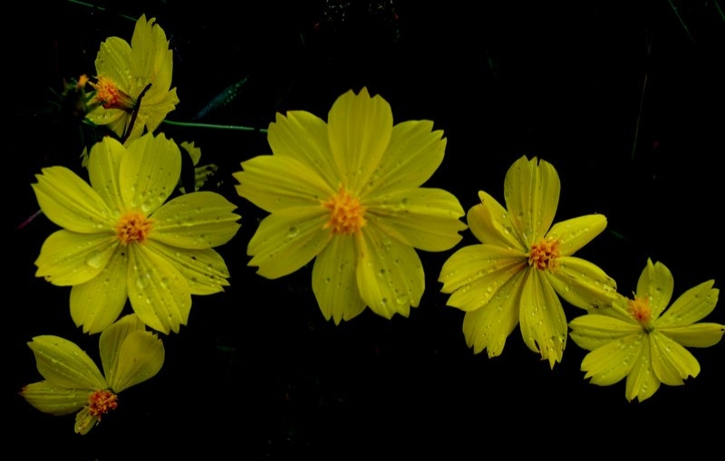 FLORECILLAS