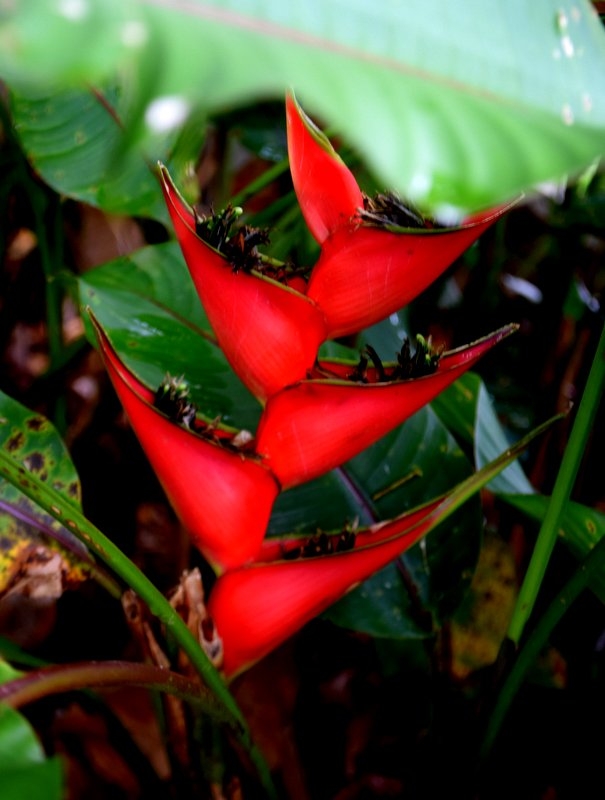 Heliconia