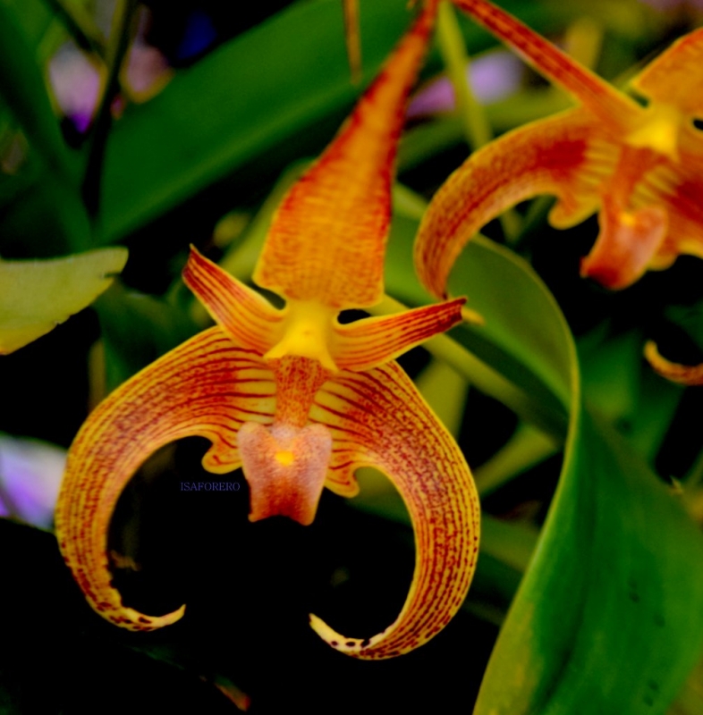 ORQUIDEA 5