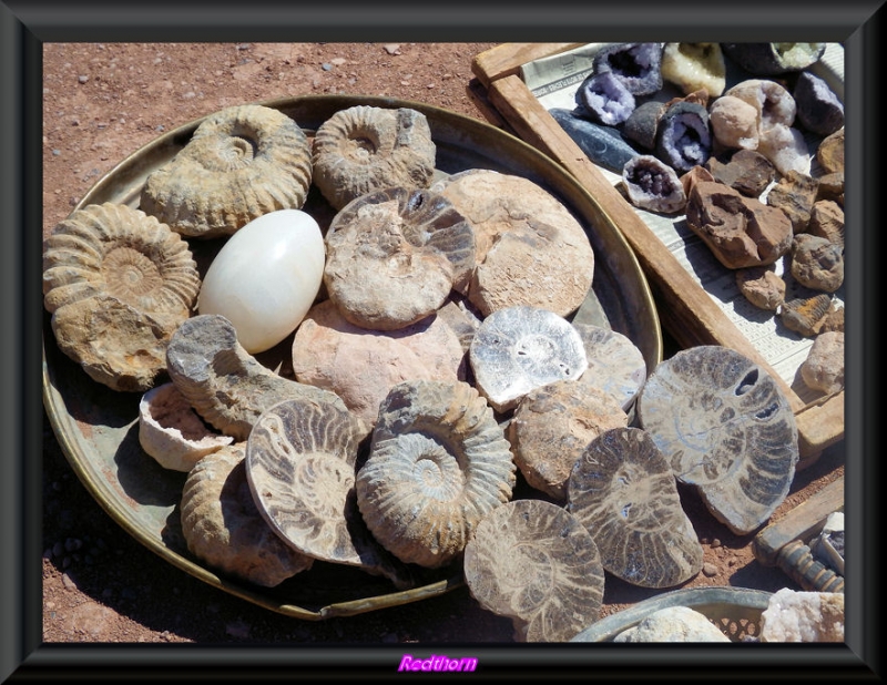 Fsiles de Ammonites