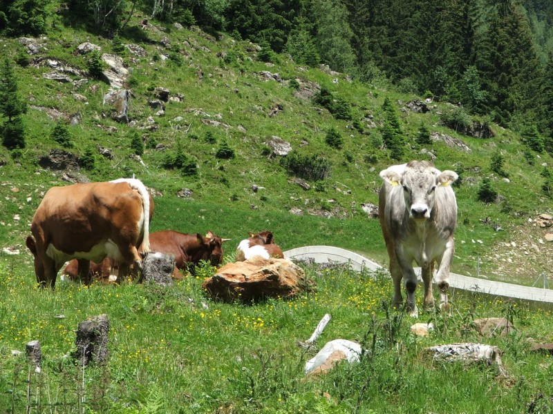 Rumiantes alpinos