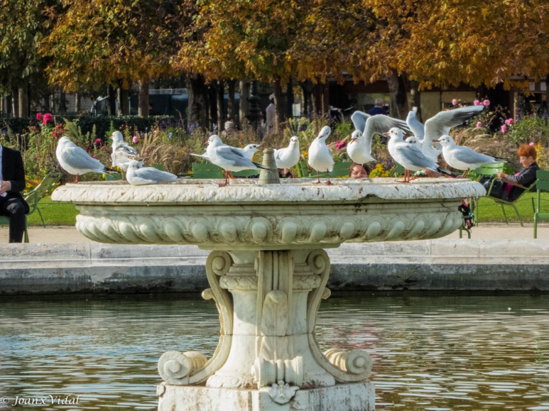 bao de palomas