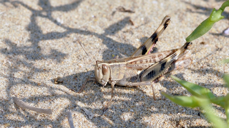 pequeo saltamontes