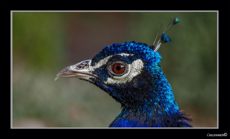 LA FRA MIRADA DEL PAVO REAL