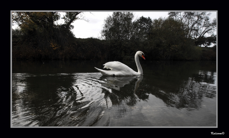 EL CISNE BLANCO