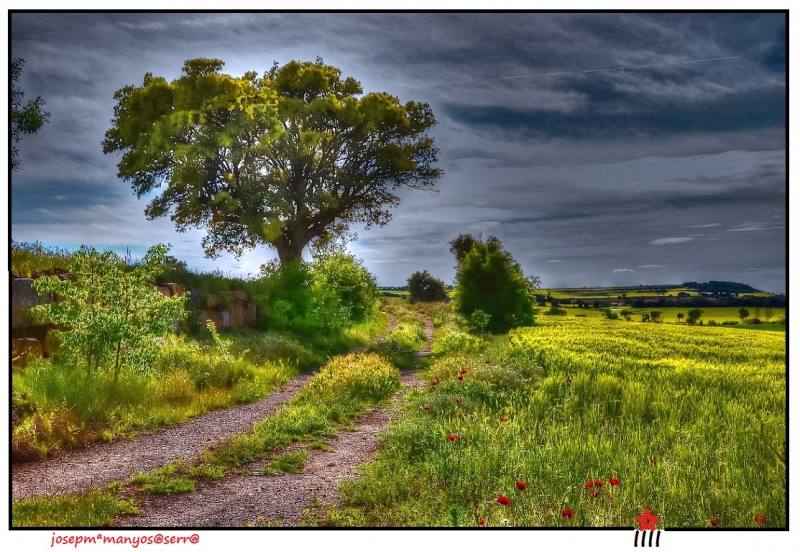 El cam del arbre