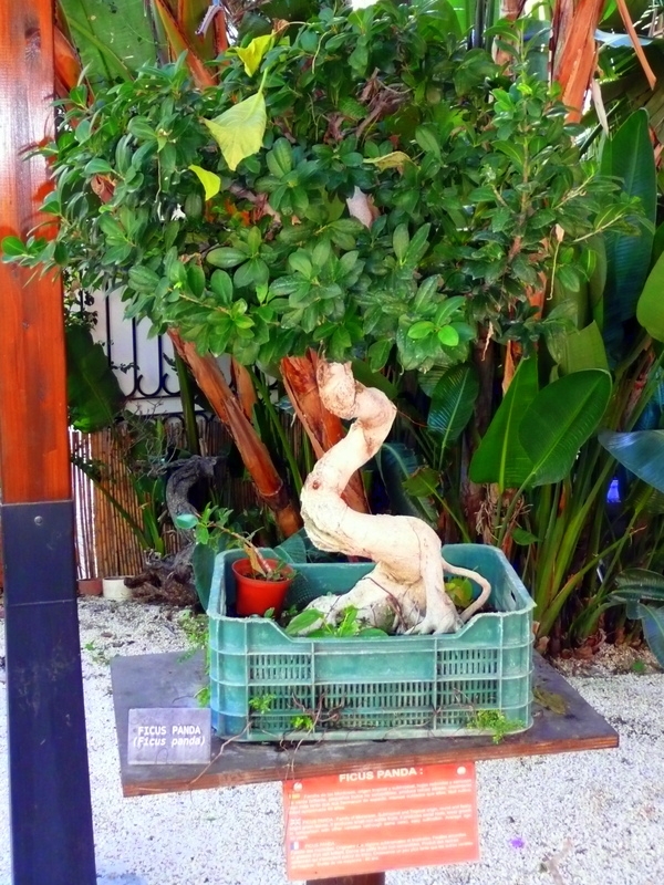 Bonsai (Ficus Panda)