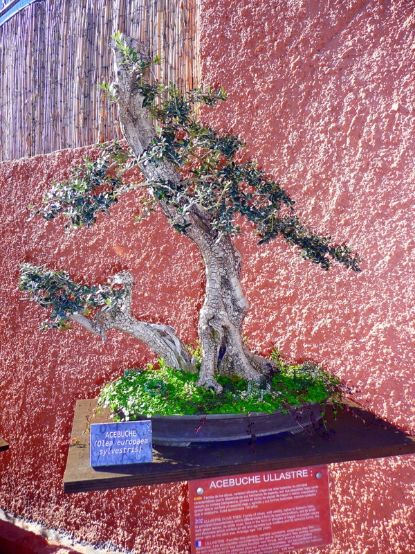 Bonsai (Acebuche Ullastre)