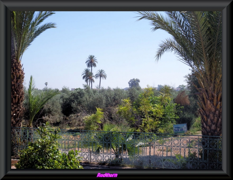 Los jardines de la Menara