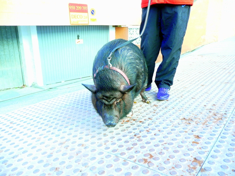 Paseando la mascota