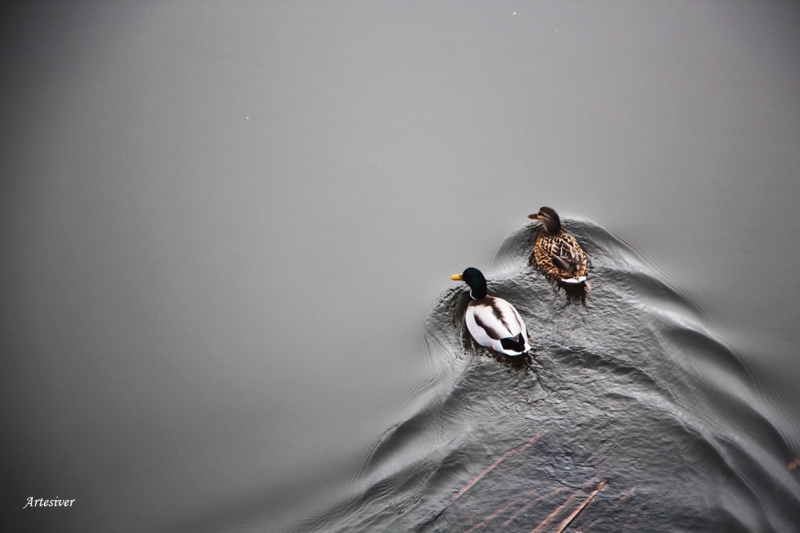 patos