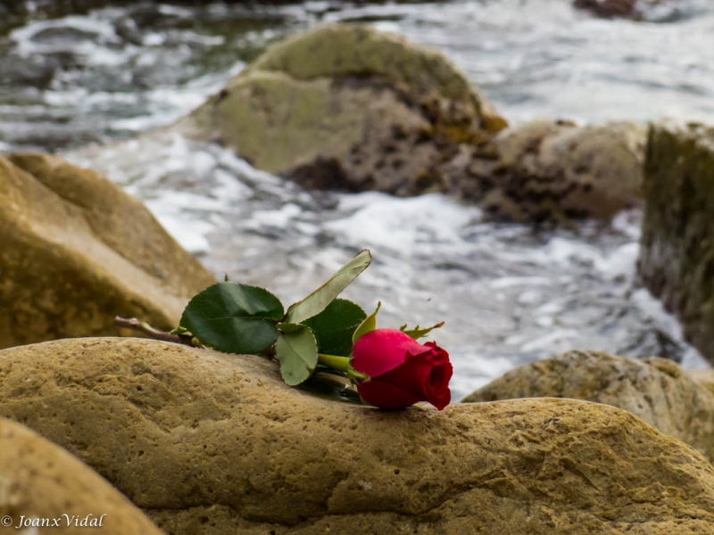 rosas en el mar