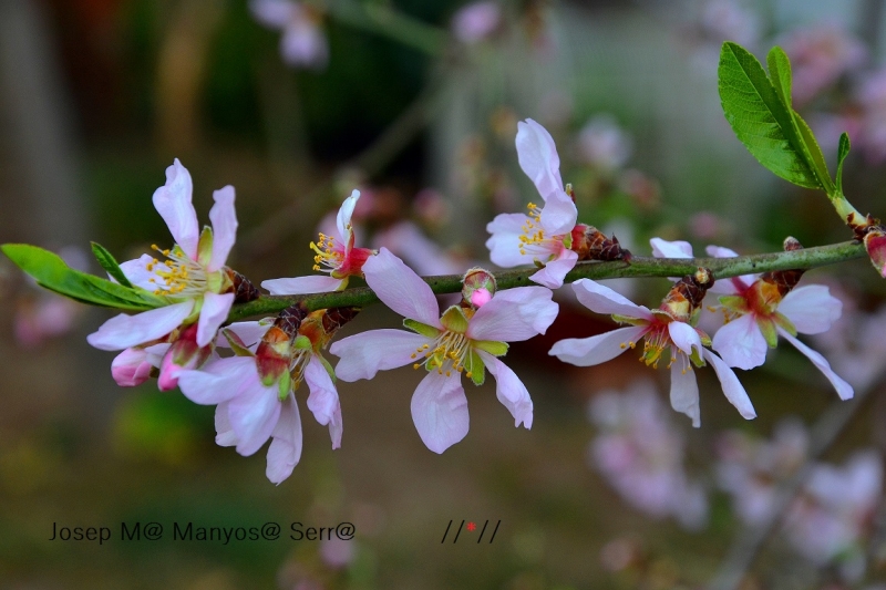 Florint