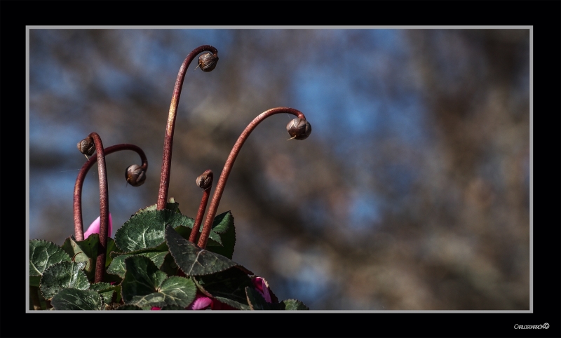 INVIERNO DE LOCOS