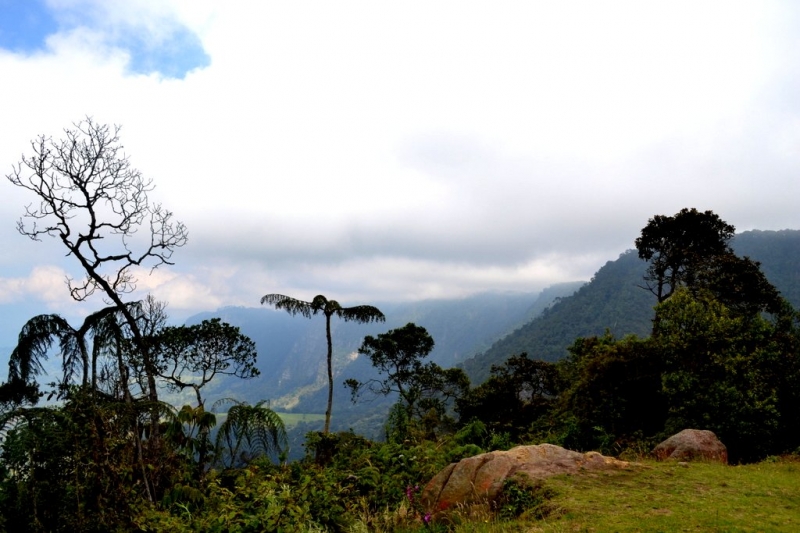 AMANECER SABANA