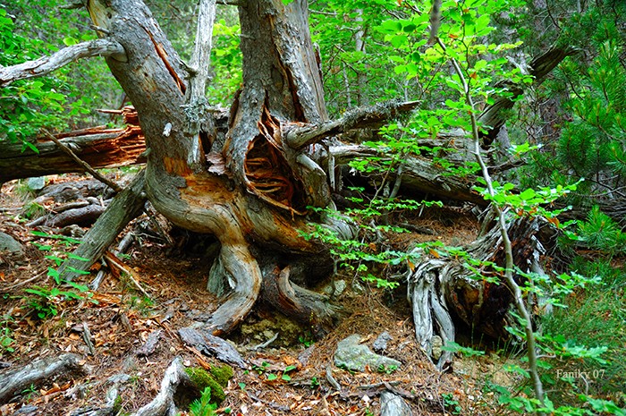 El combate de la Naturaleza