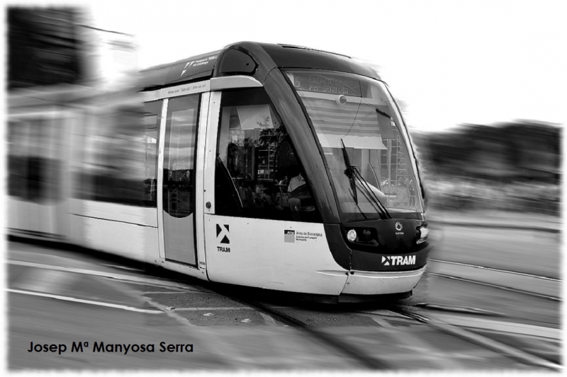 Tram Cat