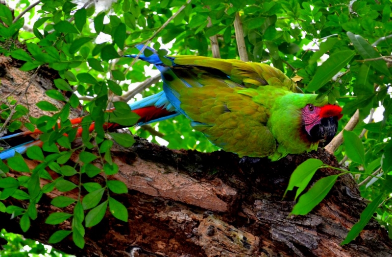 GUACAMAYA