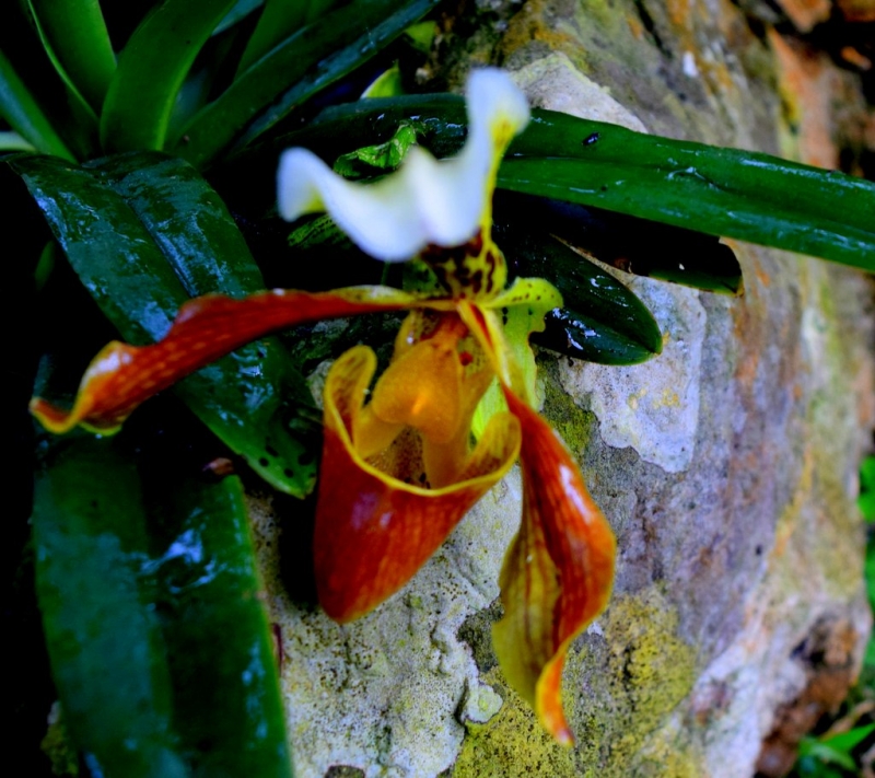 ORQUIDEA 22