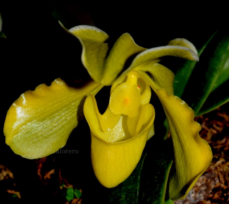 ORQUIDEA 19