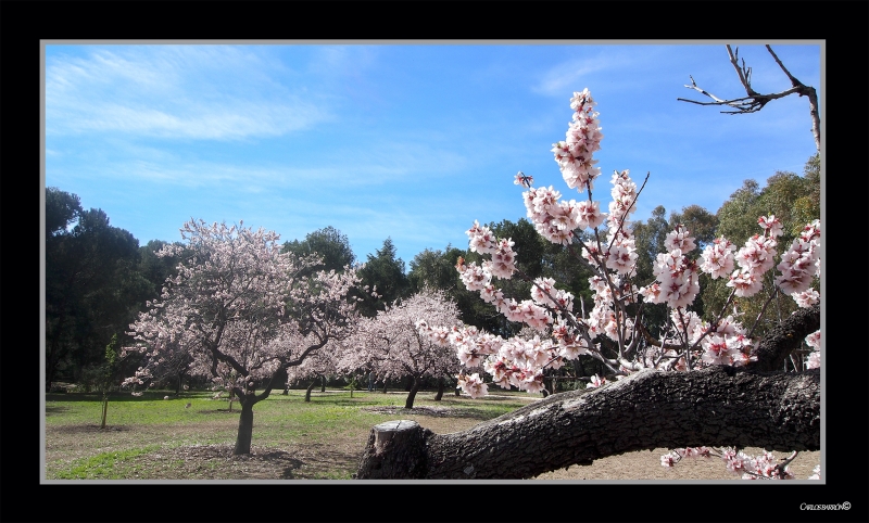 EN UN JARDN JAPONS?