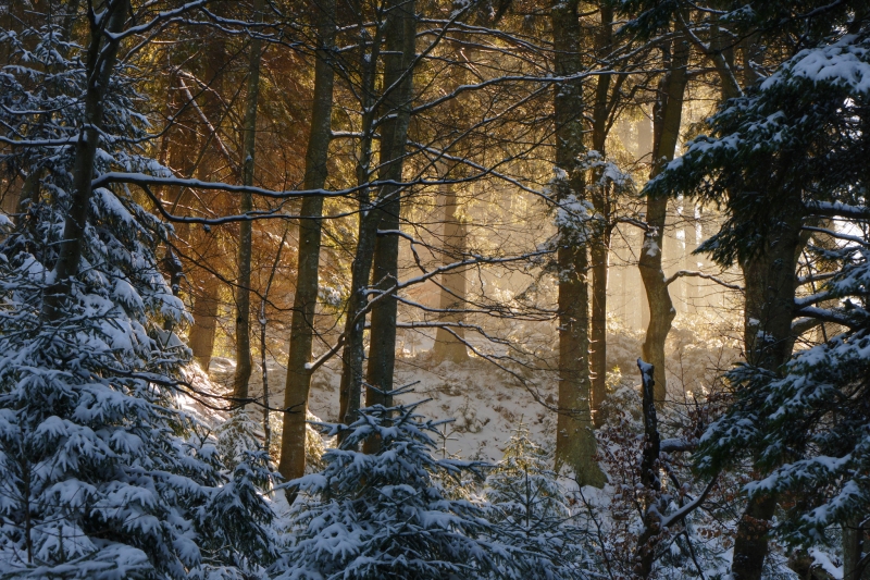 Bosque en invierno