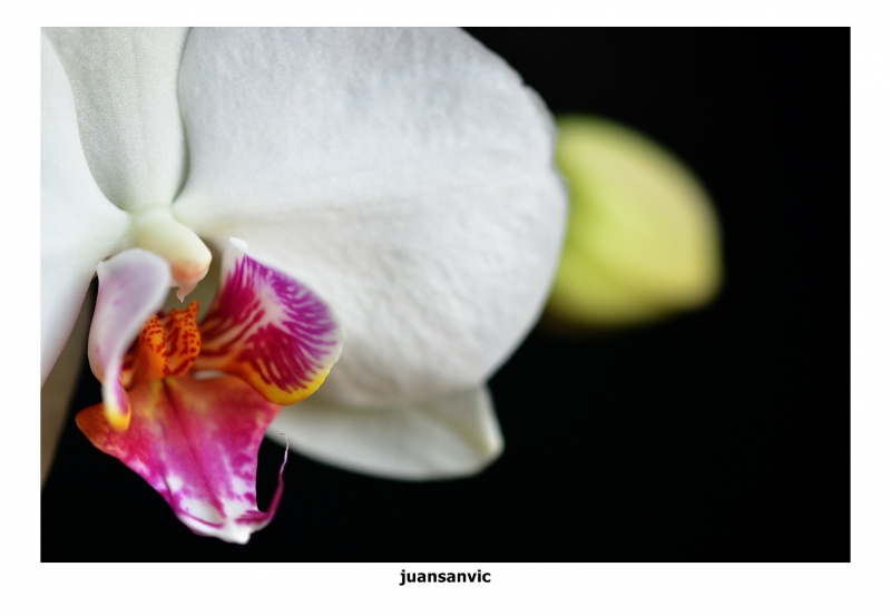 Orquidea blanca