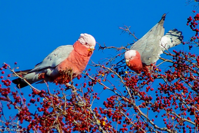 GALAHS