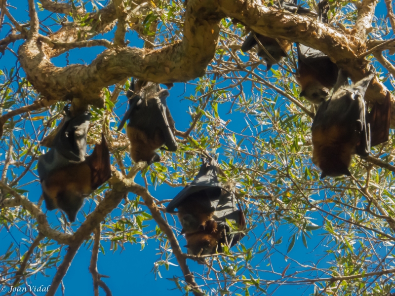 colonia de murcielagos