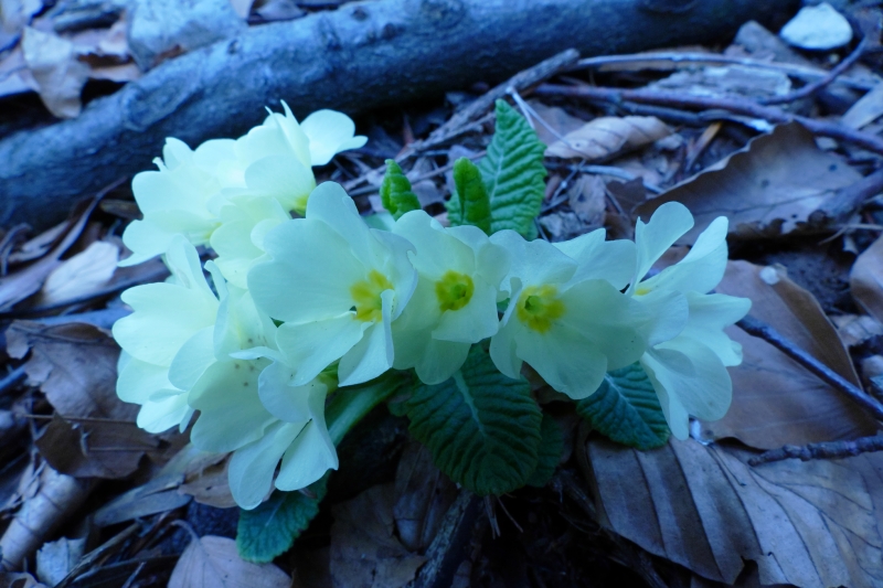 Prvosienka (primula)