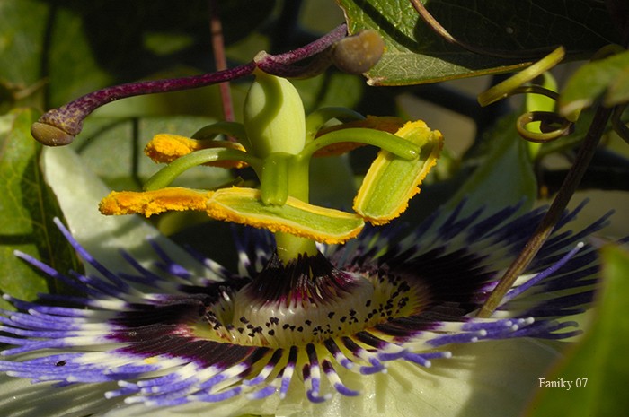 Observando el misterio de una flor