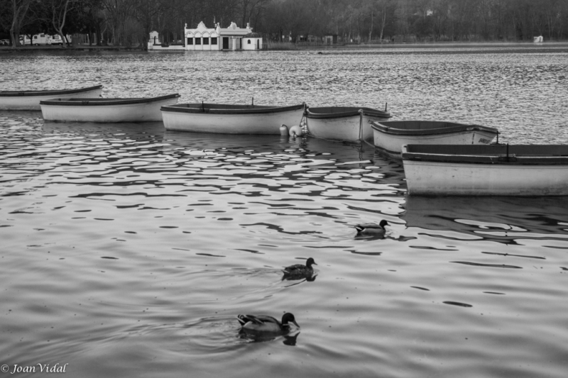 despertar de les barques