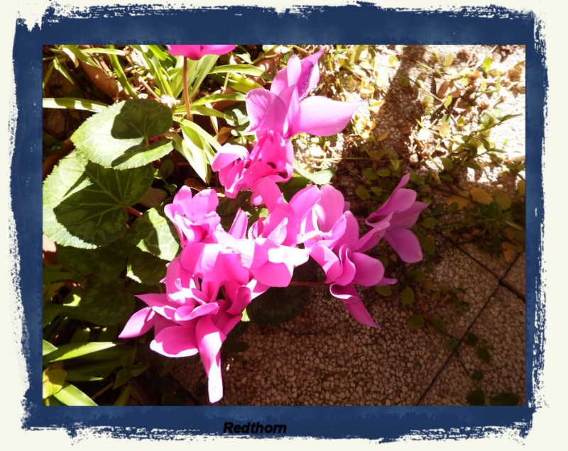 Flores en la terraza