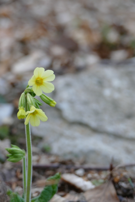 Prvosienka II (primula)