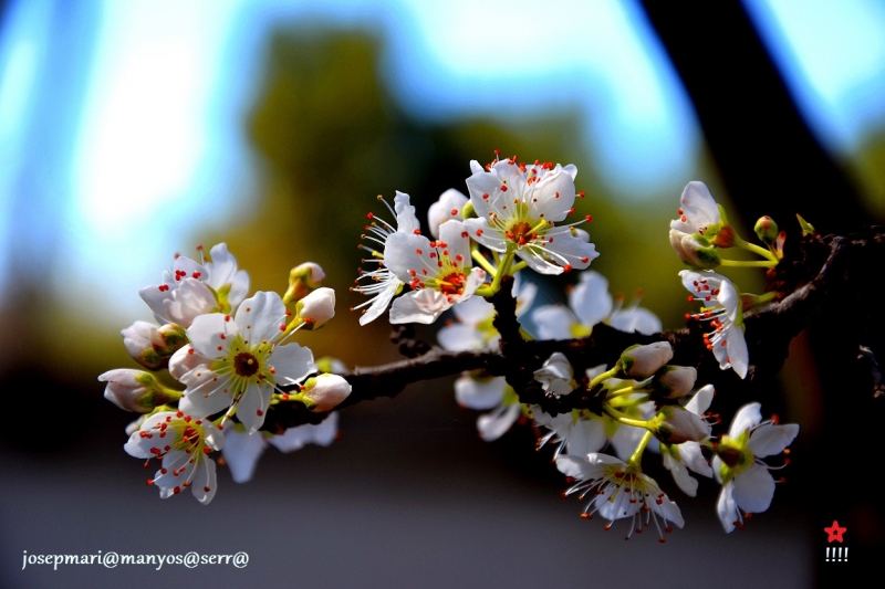 Flor de prunera