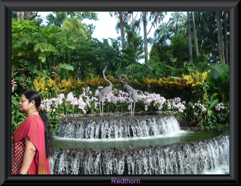 Dentro del jardn de las orqudeas