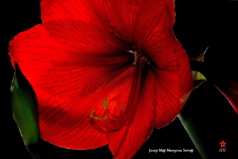 Hortorum hippeastrum