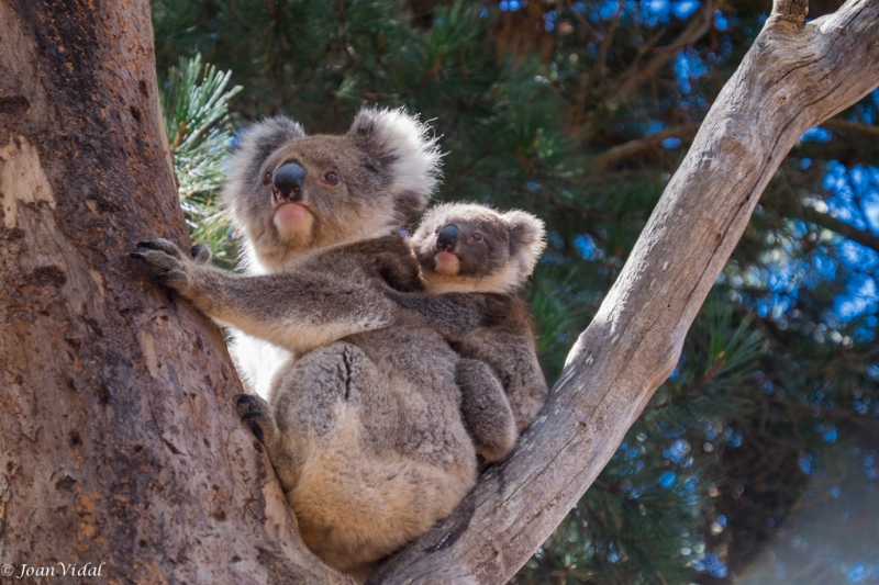 Koalas