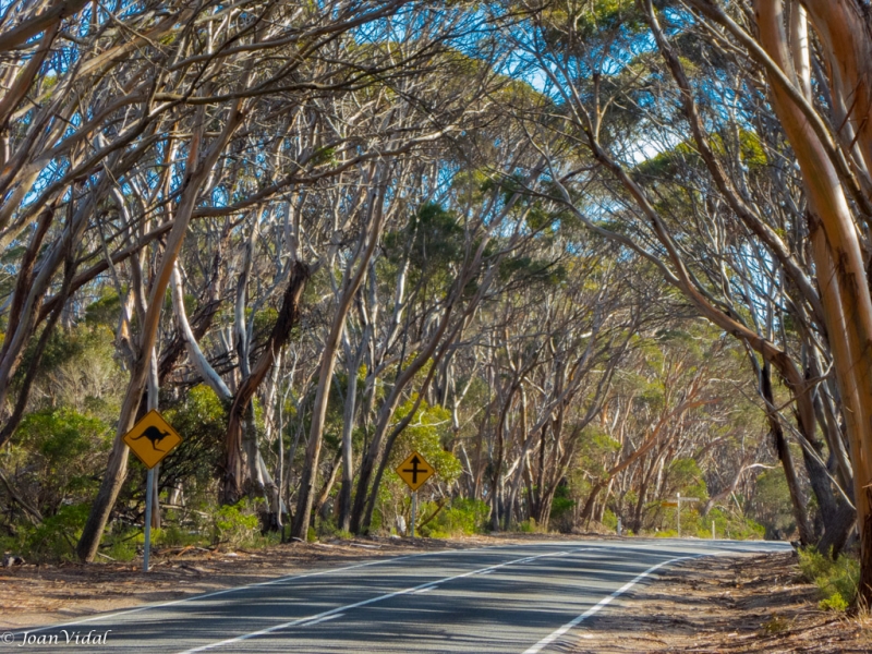 carretera de eucaliptus