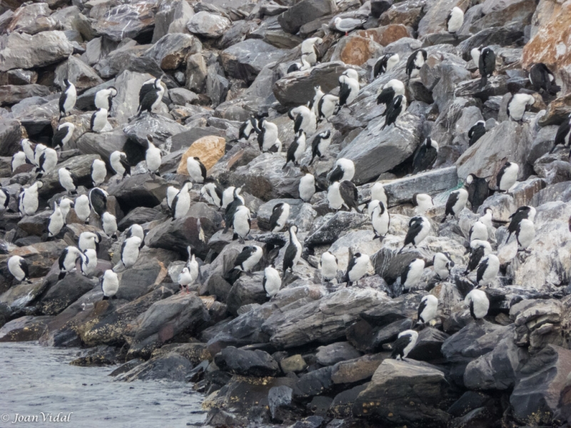 Colonia de cormoranes