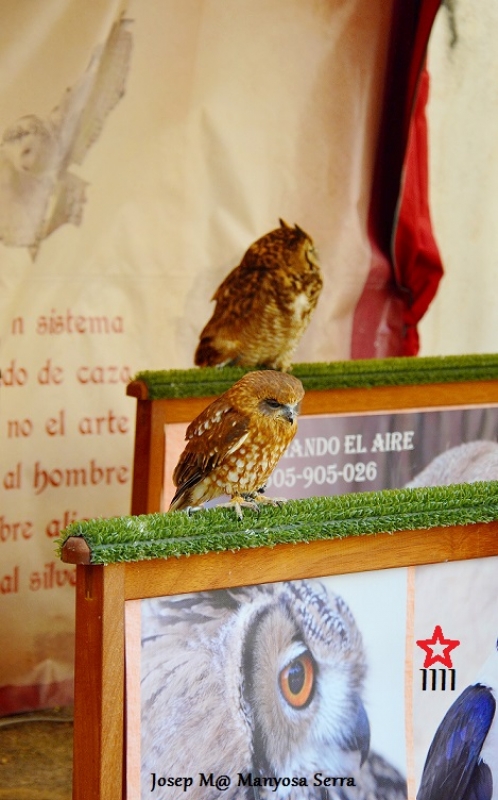 Aus de presa