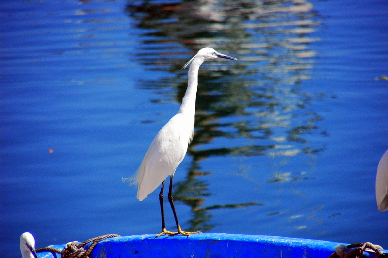 Buscando comida