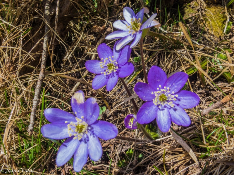 flora primaveral