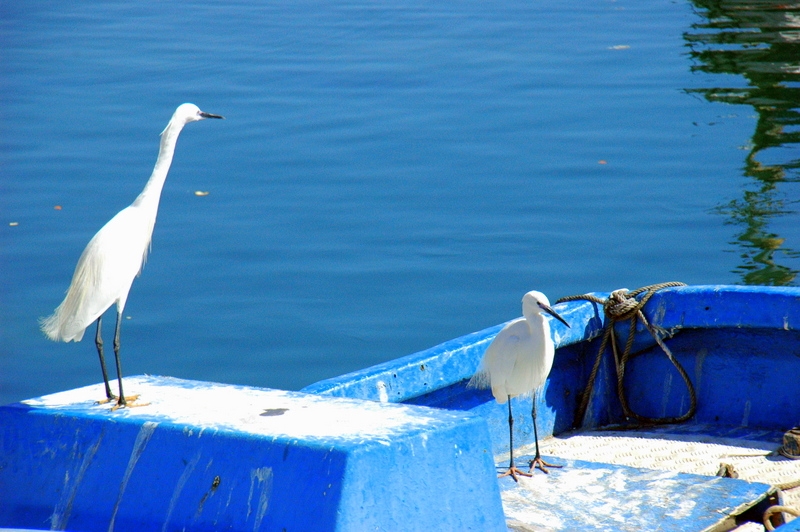 Esperando la comida