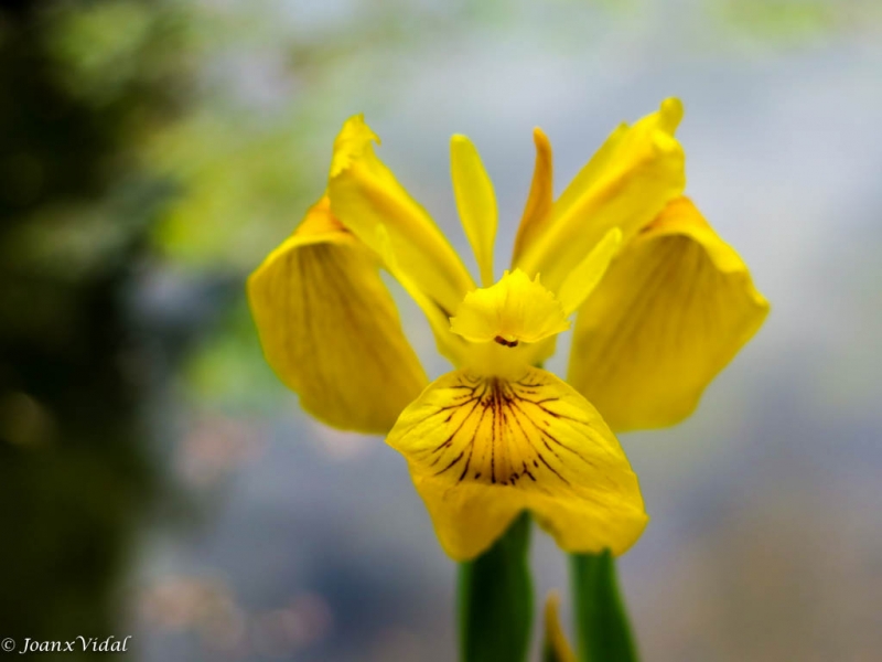 temps de flors