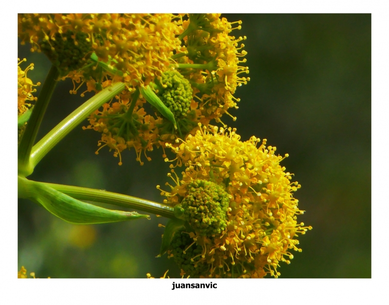 Flor silvestre