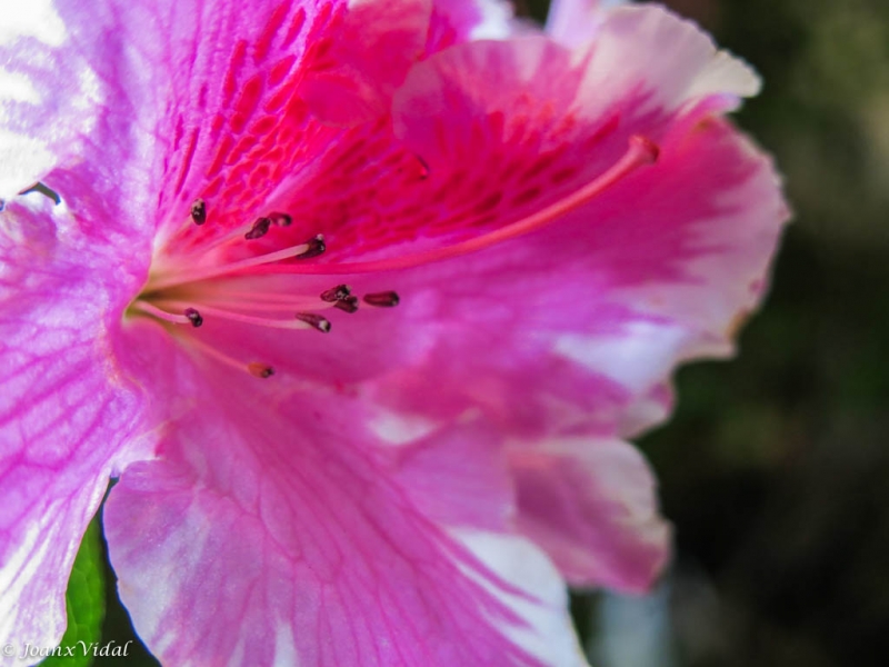 temps de flors