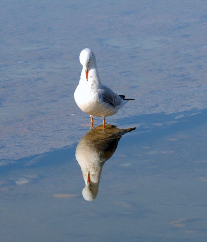 reflejo